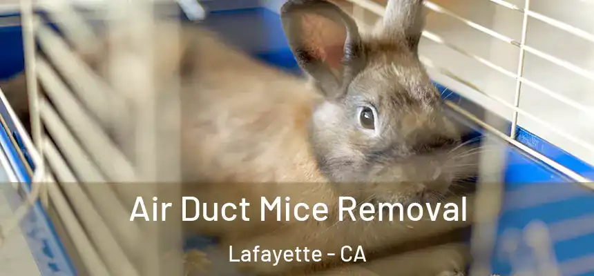  Air Duct Mice Removal Lafayette - CA